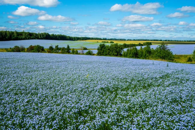 Furry or Field? Discover This Optical Illusion for Fun
