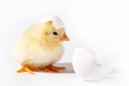 The Answer to the Age-Old Question: Chicken or Egg?