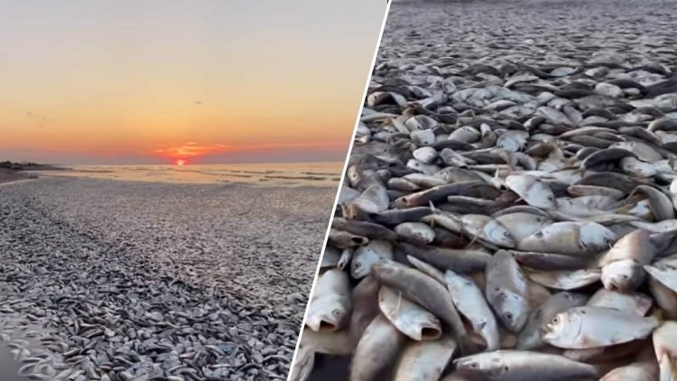 Dead Fish on Texas Beach: Unraveling the Mystery