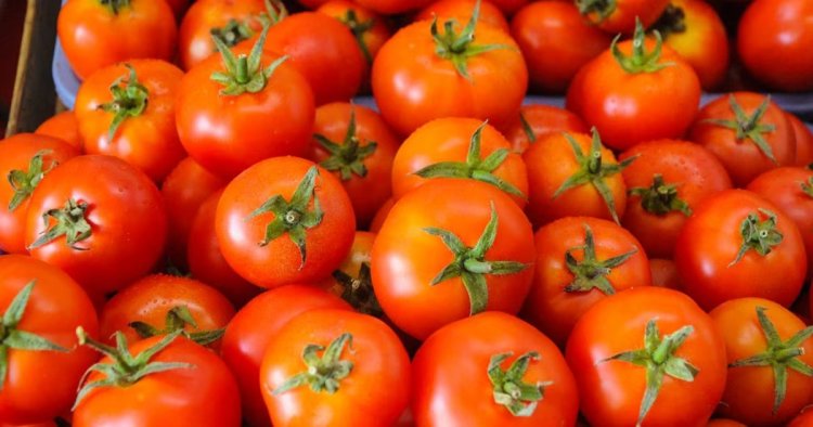 Tomato Growers Outperforming Large Corporations in Profit Margins