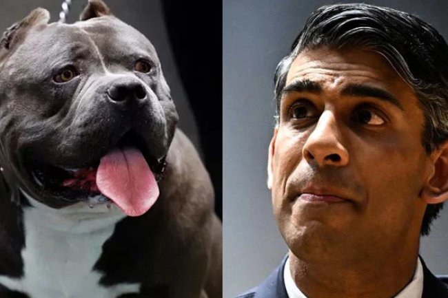XL Bully Dogs Sold Cheap in UK After Rishi Sunak's Clampdown