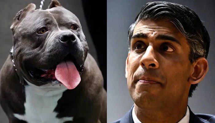 XL Bully Dogs Sold Cheap in UK After Rishi Sunak's Clampdown