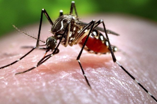 India in Top Countries for Dengue Deaths in 2023